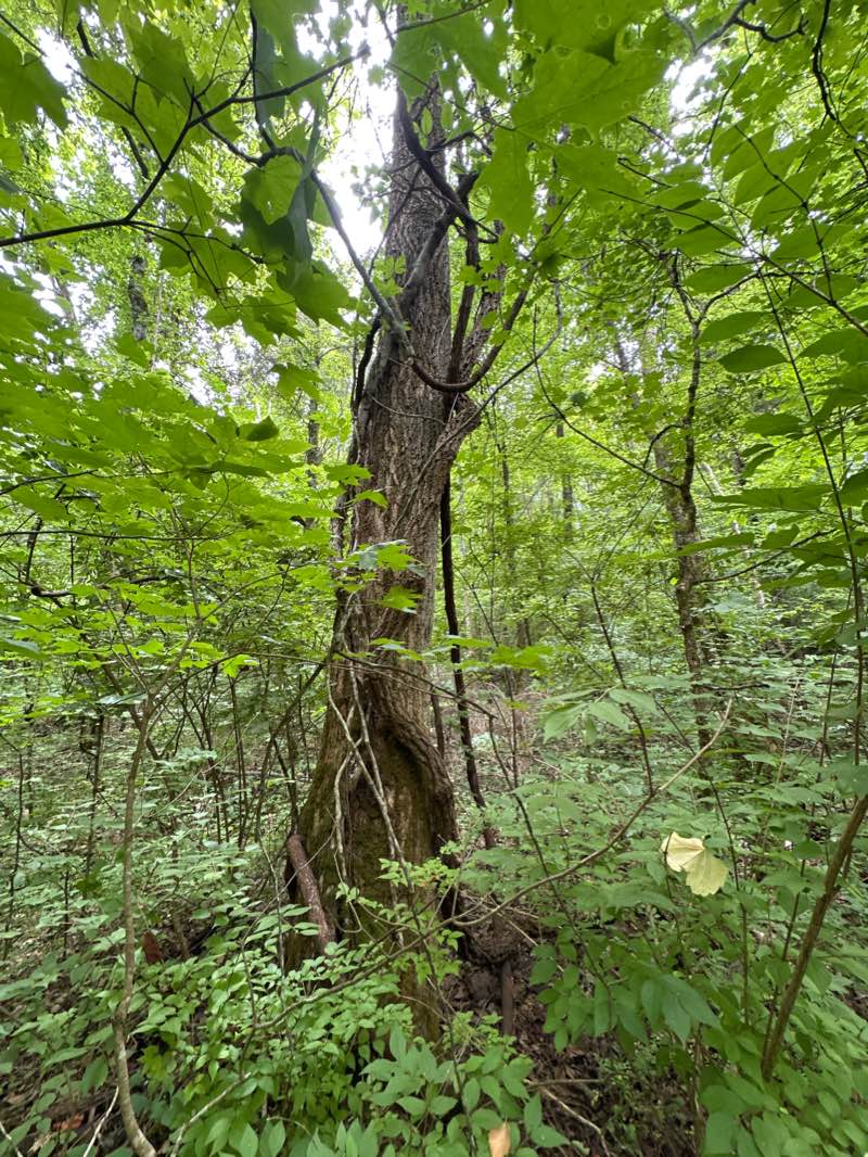 walking near me in Haw Ridge Park in winter