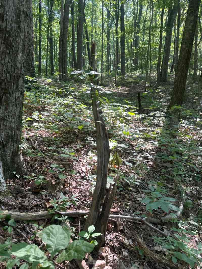 walking near me in Norris Municipal Park and Forest in summer