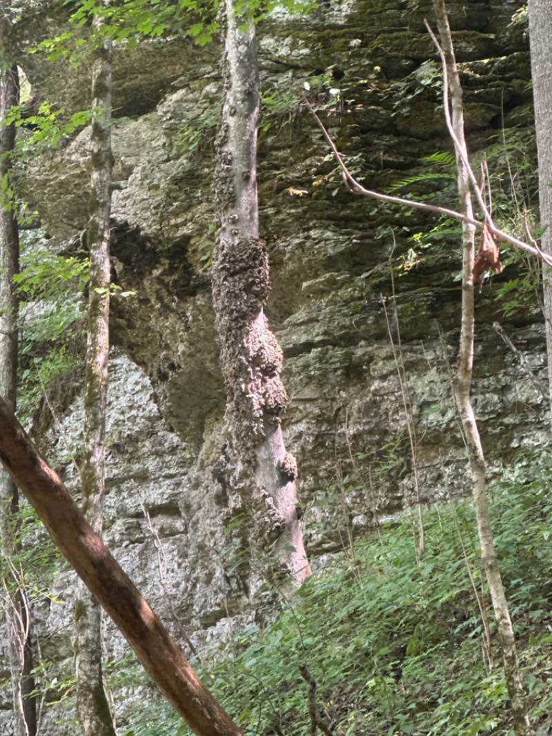 walking near me in Cummins Falls State Park in autumn