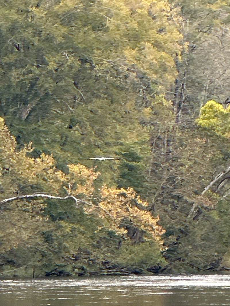walking near me in Norris Municipal Park and Forest in autumn