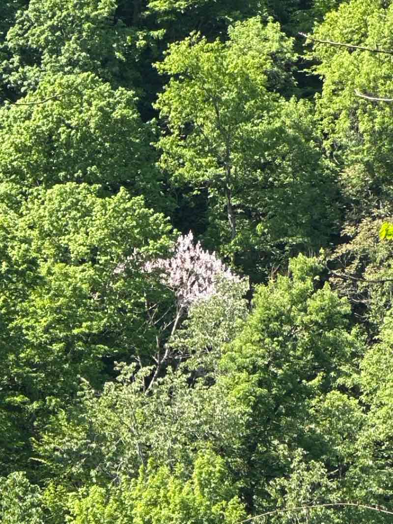 walking near me in Norris Municipal Park and Forest in spring