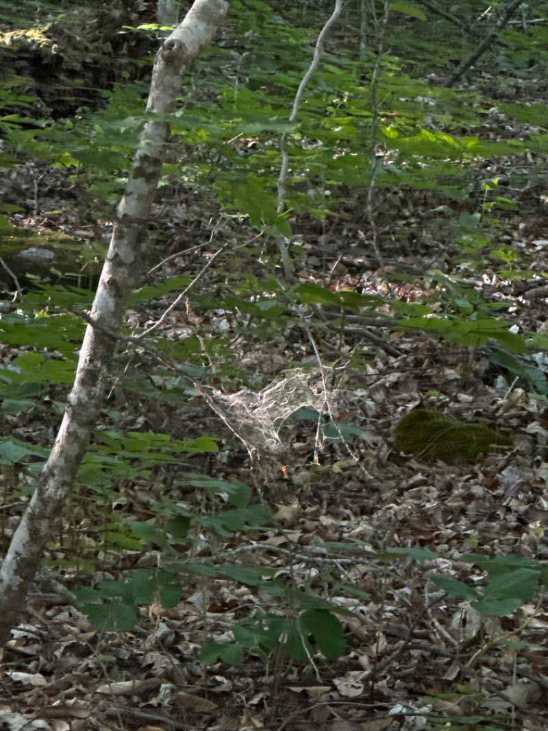 walking near me in Norris Municipal Park and Forest in spring