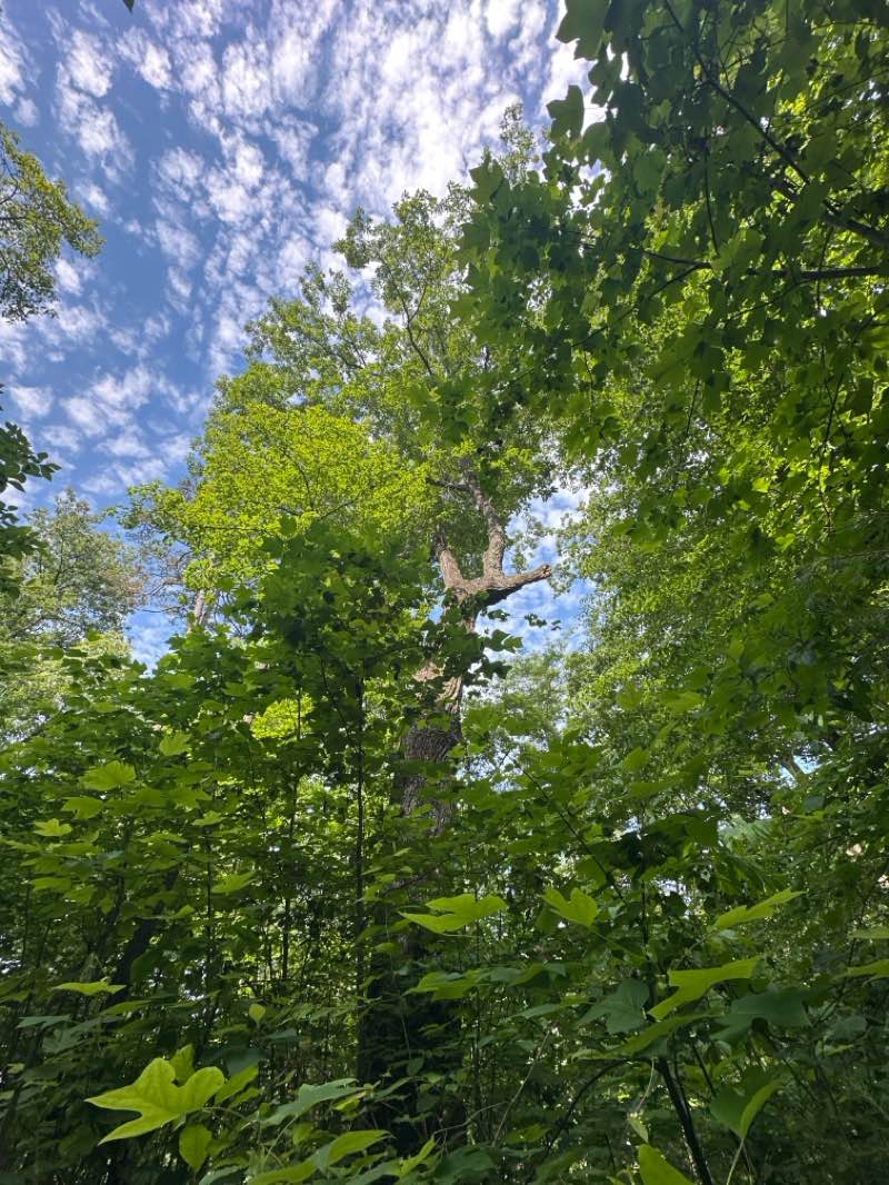 walking near me in Norris Municipal Park and Forest in summer