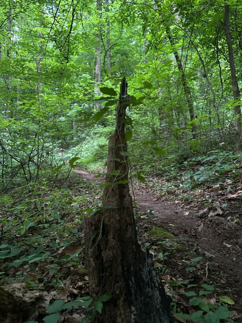 walking near me in Norris Municipal Park and Forest in summer