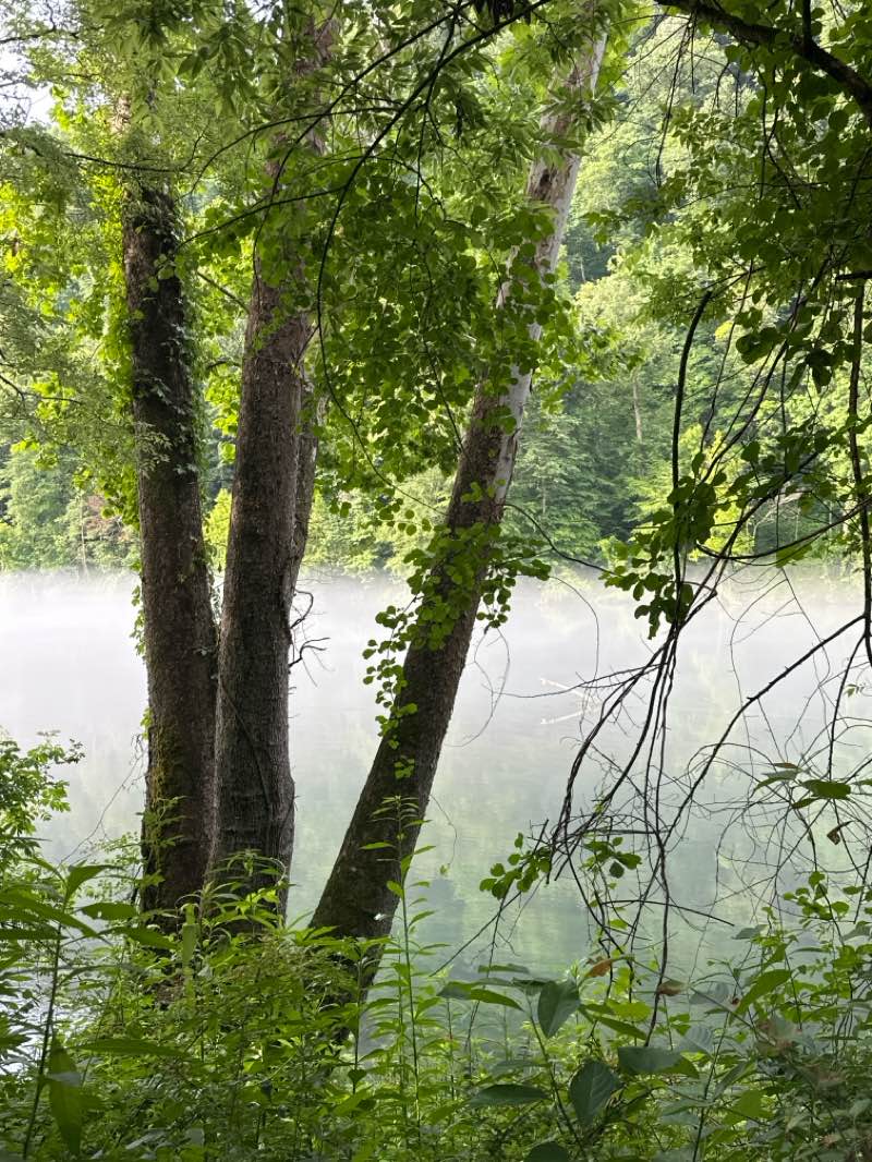 walking near me in Norris Municipal Park and Forest in summer