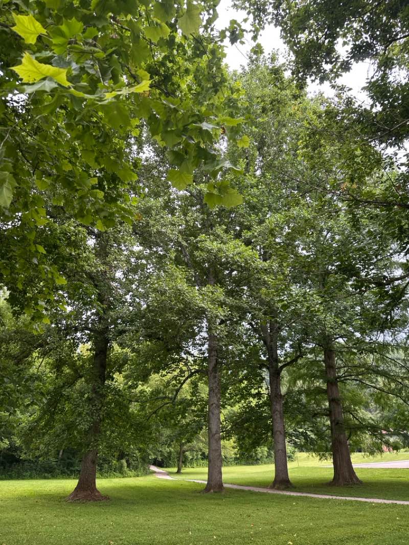 walking near me in Norris Municipal Park and Forest in summer