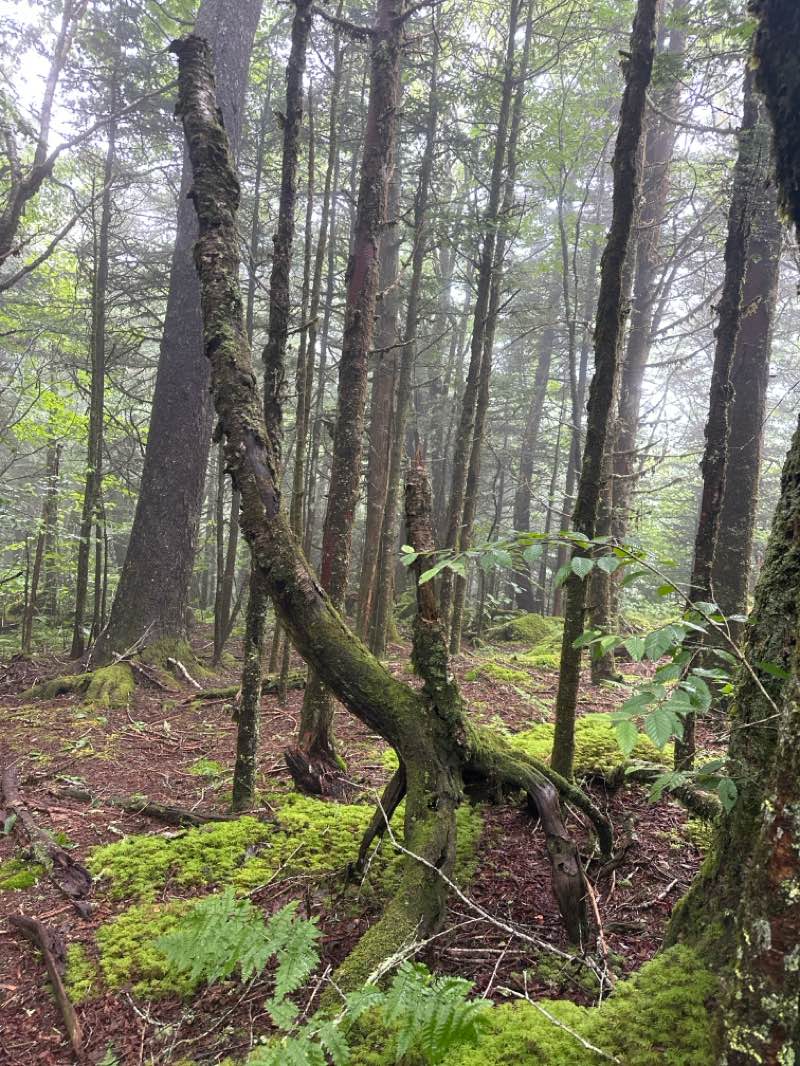 walking near me in Great Smoky Mountains National Park in summer