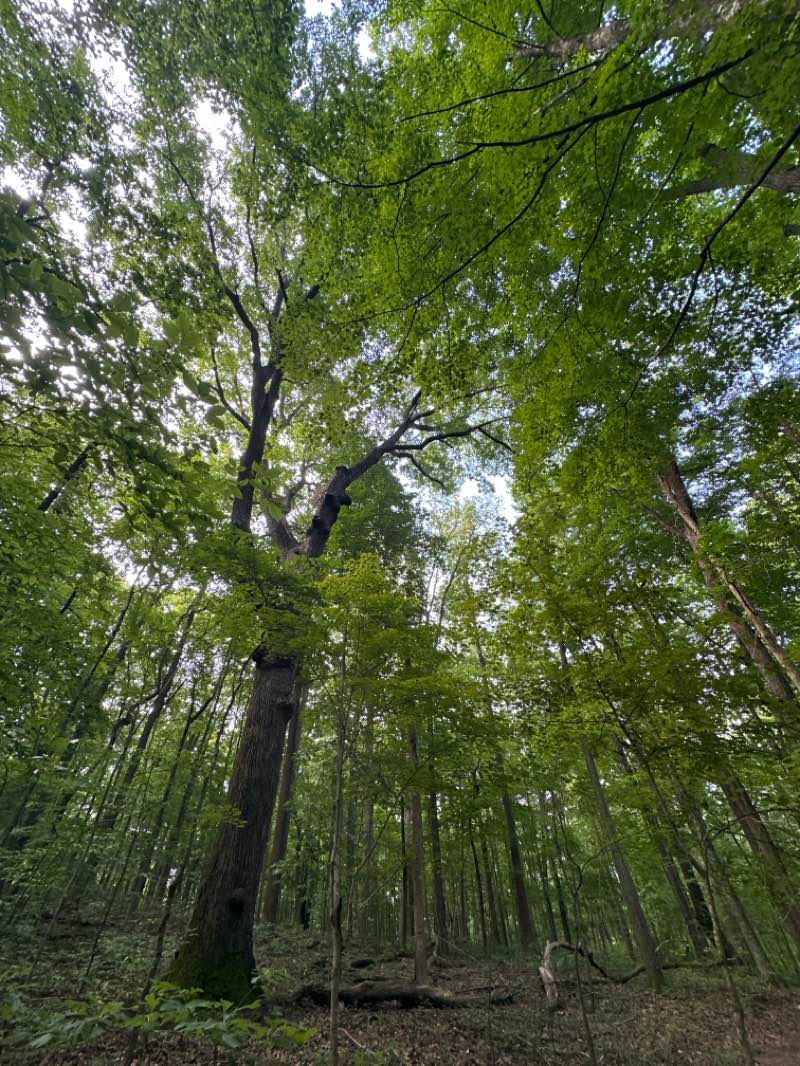 walking near me in Norris Municipal Park and Forest in summer