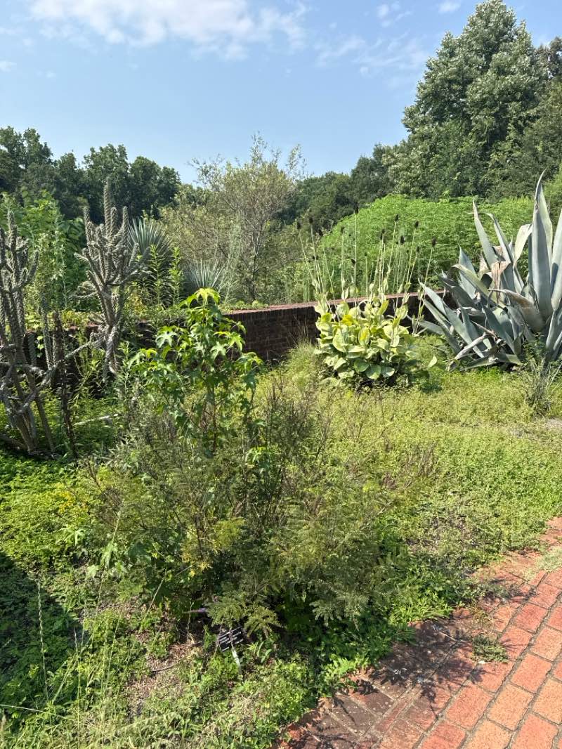 walking near me in South Carolina Botanical Garden in summer