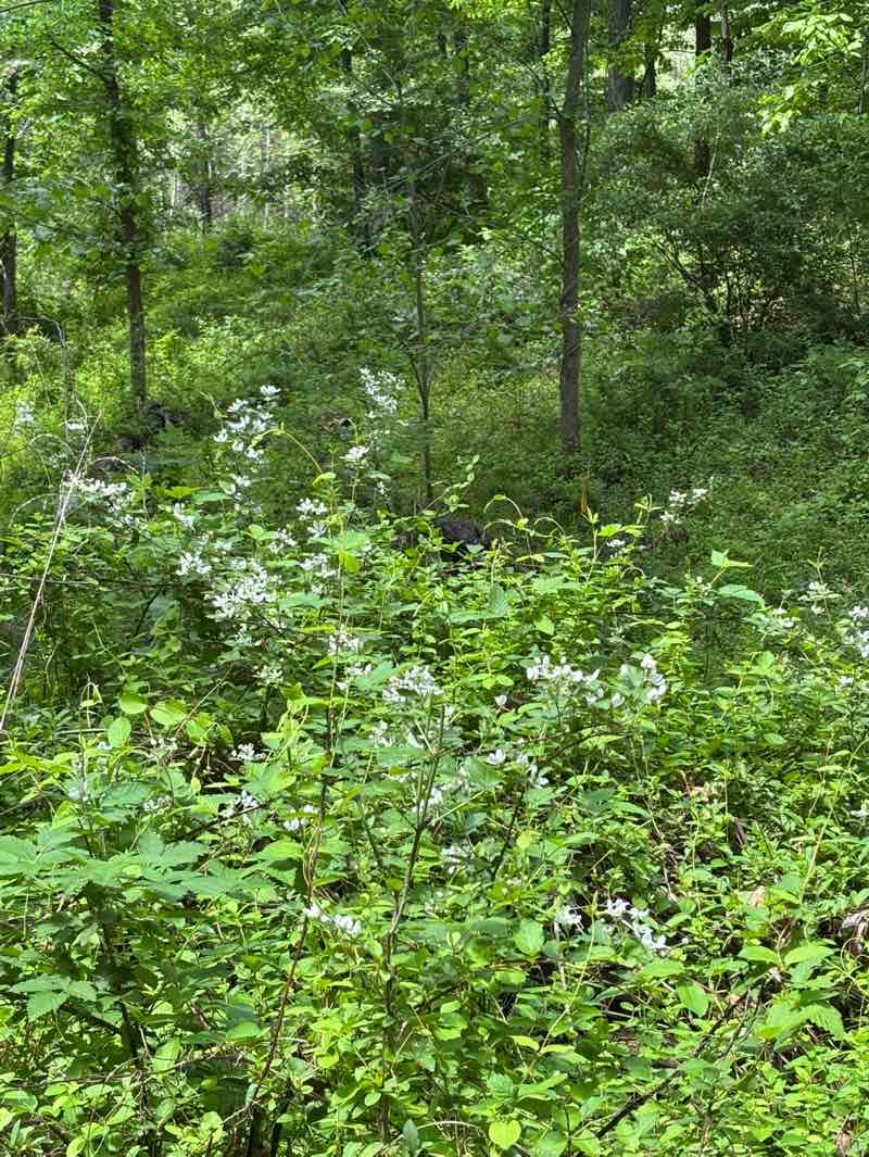 walking near me in James S. Long Park in summer
