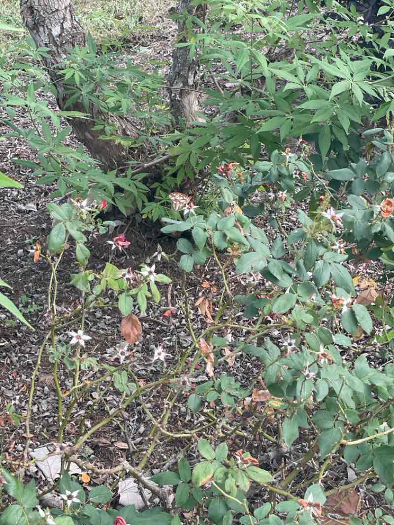 walking near me in Lakemont Lake House in autumn