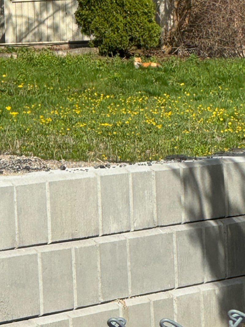 walking near me in Bradford Lion's Park in spring