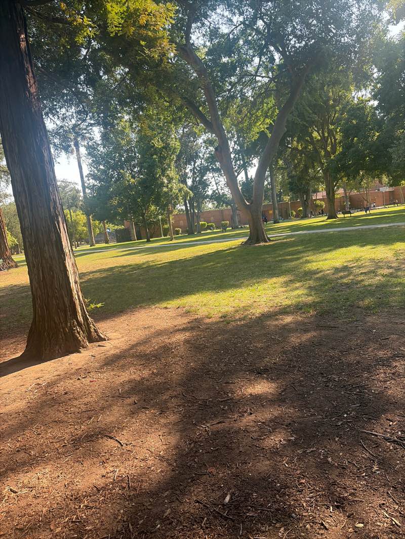 walking near me in McKinley Park in summer