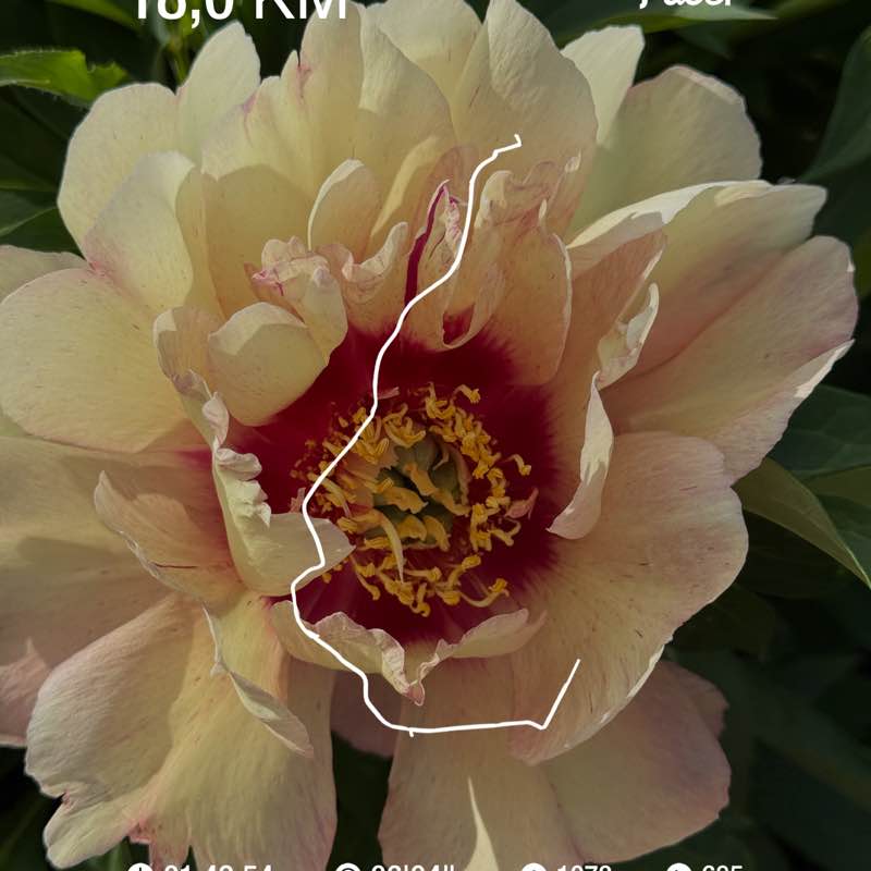 PacerЛейди_1983 post 1