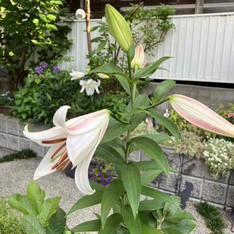 😊hitomi😊（╹◡╹）💕 post 3