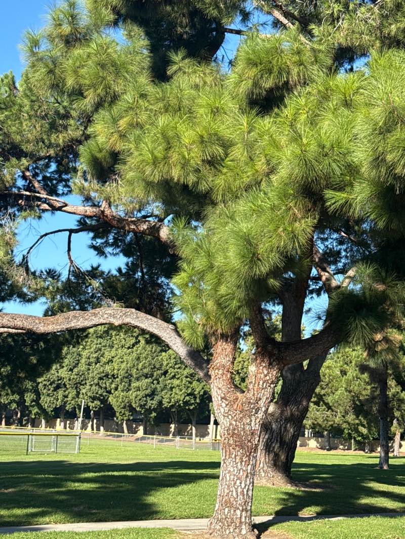 walking near me in Carmenita Park in winter