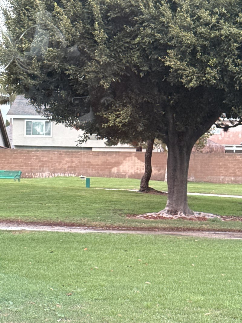 walking near me in El Rancho Verde Park in winter