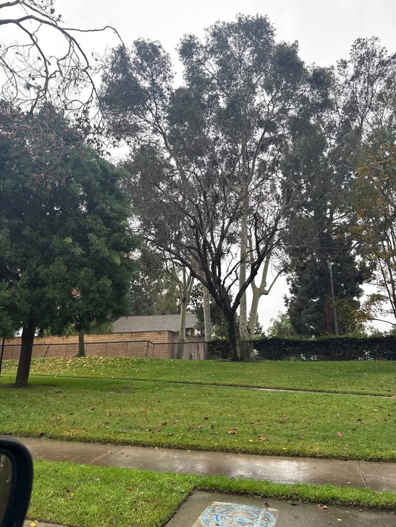 walking near me in Satellite Park in winter