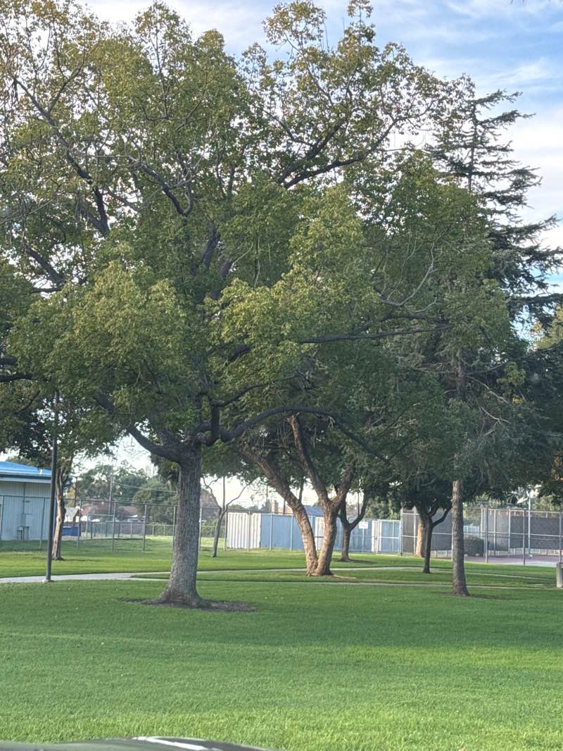 walking near me in Leffingwell Ranch Park in winter