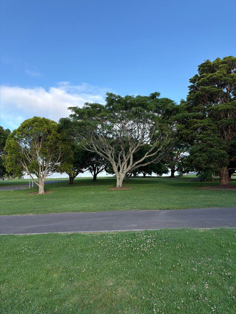 walking near me in Auckland Domain in summer