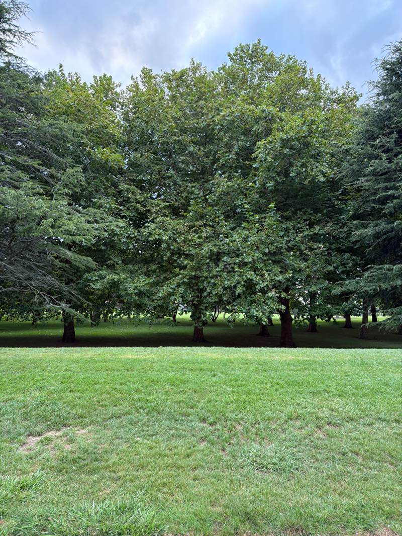 walking near me in Cornwall Park in summer