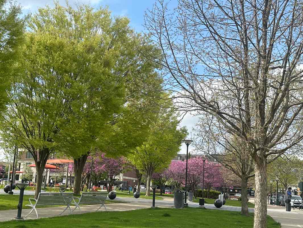 walking near me in Shain Park in spring