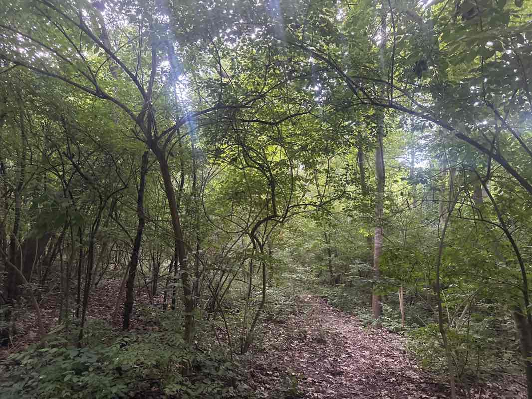 walking near me in Booth Park in autumn