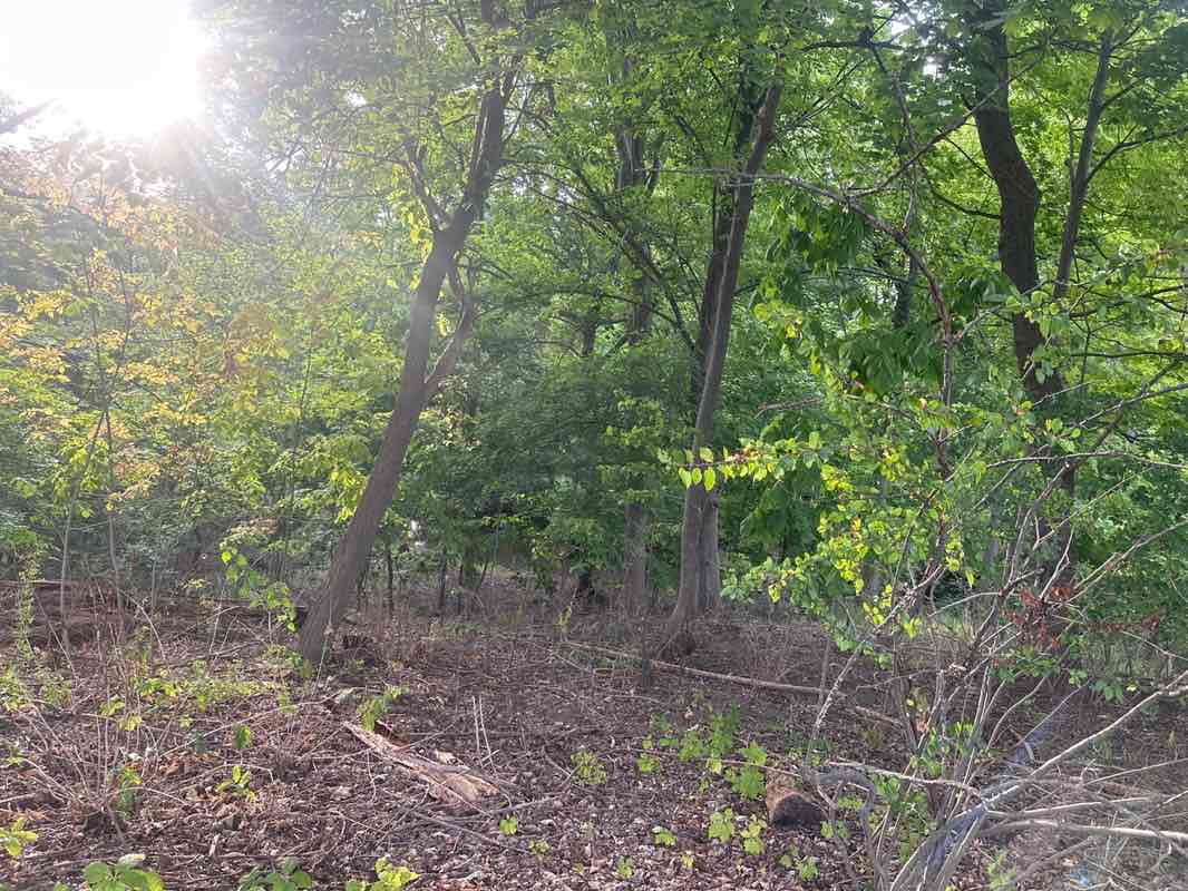 walking near me in Birmingham Historical Museum and Park in autumn