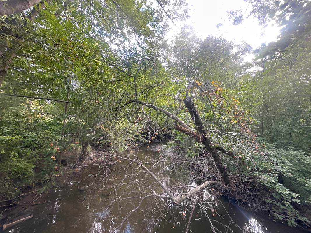 walking near me in Linden Park in autumn