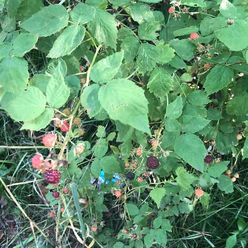 happycamper72 post 3