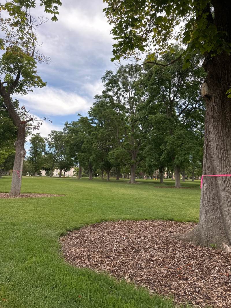 walking near me in Presidents Circle in summer