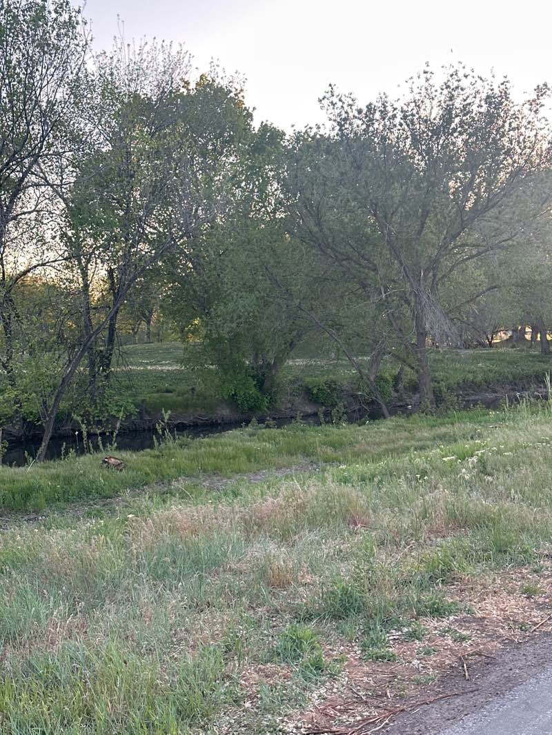 walking near me in Cottonwood Park in spring