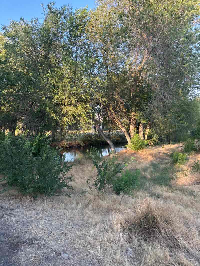 walking near me in Cottonwood Park in summer