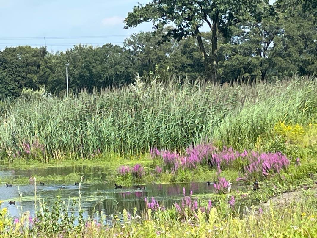 walking near me in Blijdensteinpark in winter