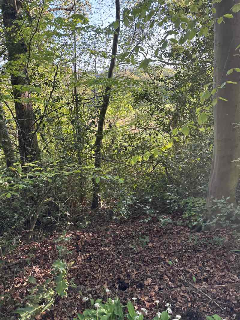 walking near me in Erddig Park in spring