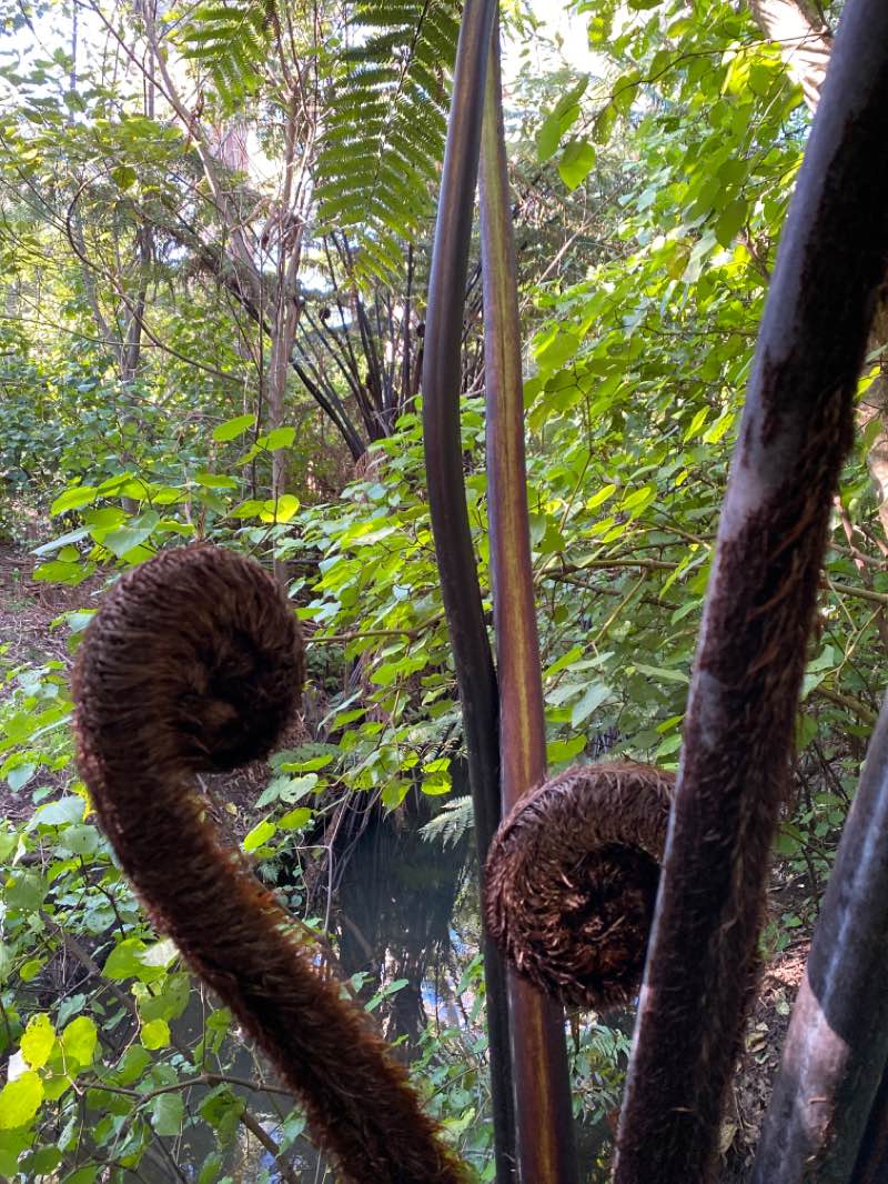 walking near me in Waipuna Park in summer