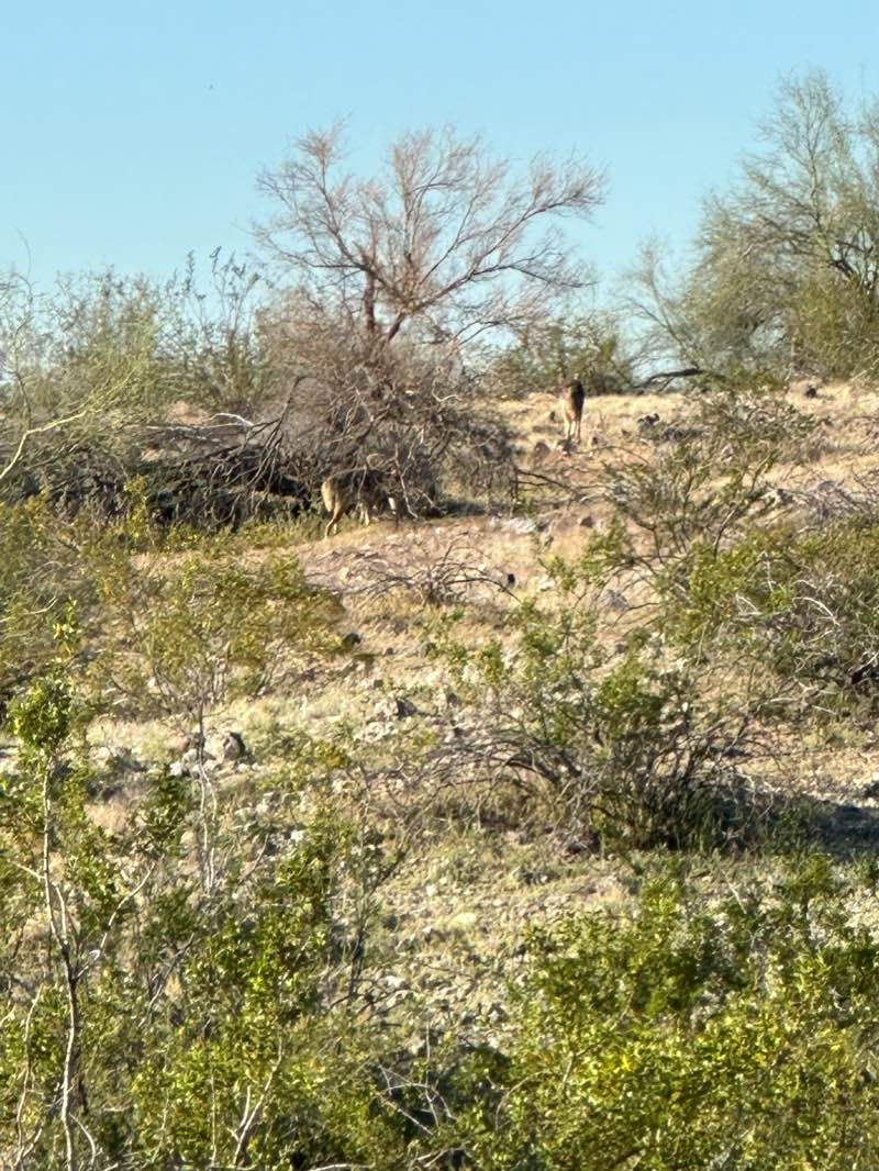 walking near me in South Mountain Park and Preserve in winter