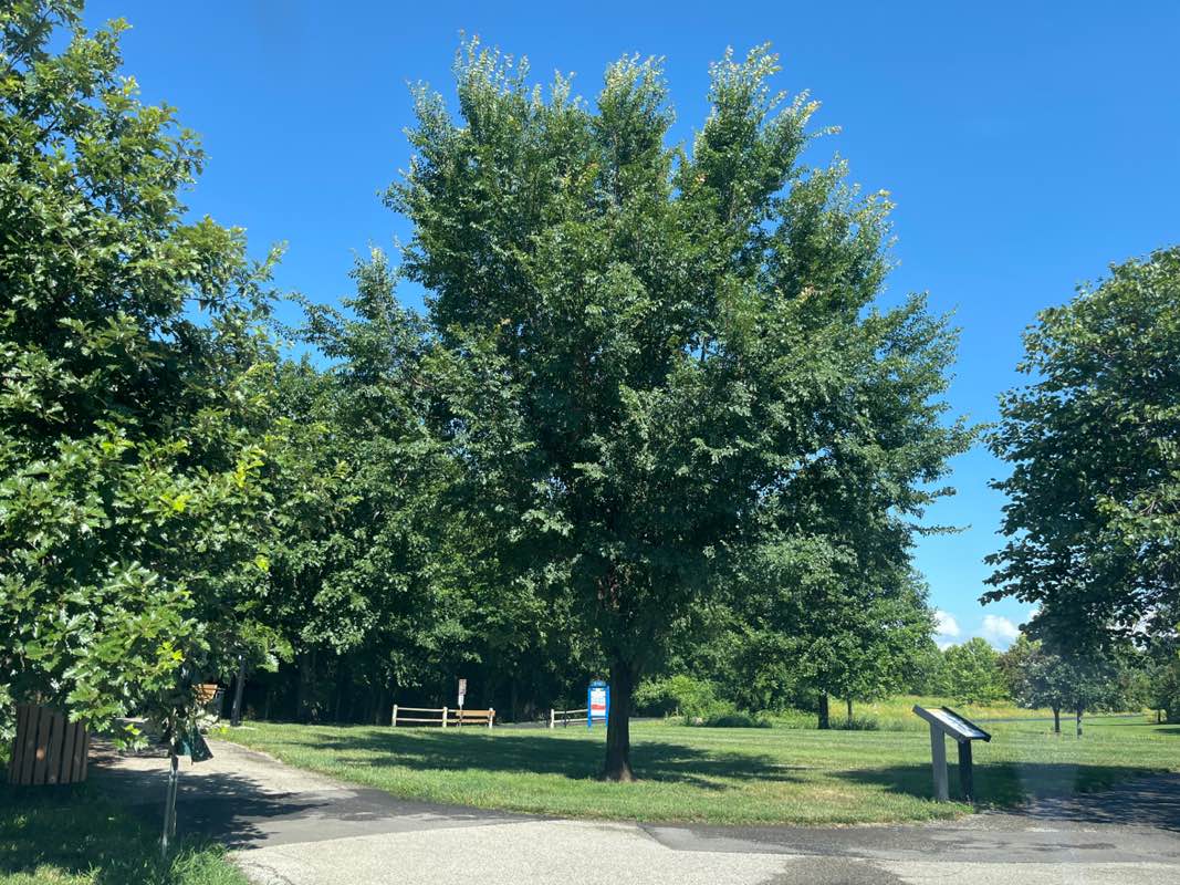 walking near me in Craig Crossing Park in summer