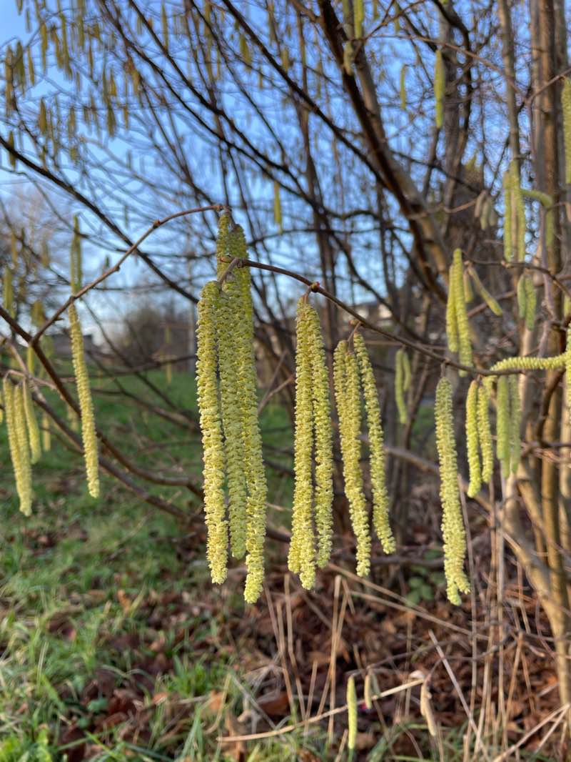 walking near me in Westerpark in winter