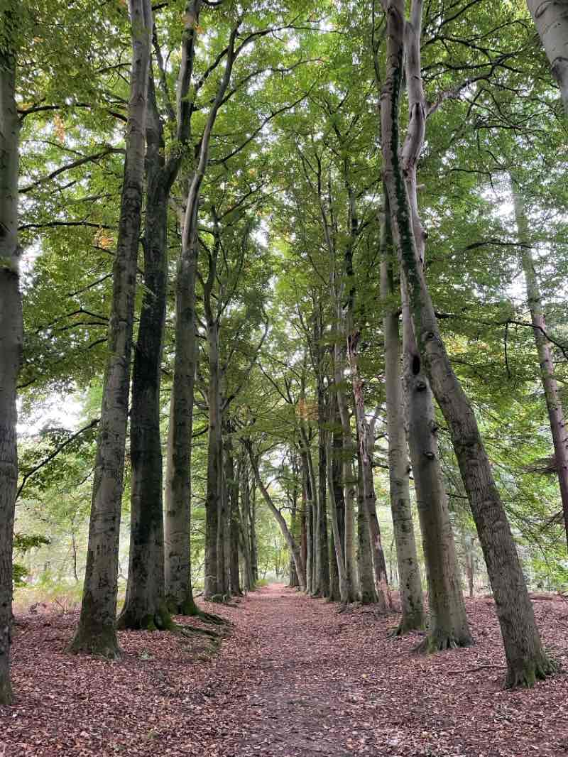 walking near me in Torckpark in autumn