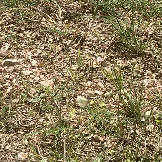 Stefano Minnucci post 2