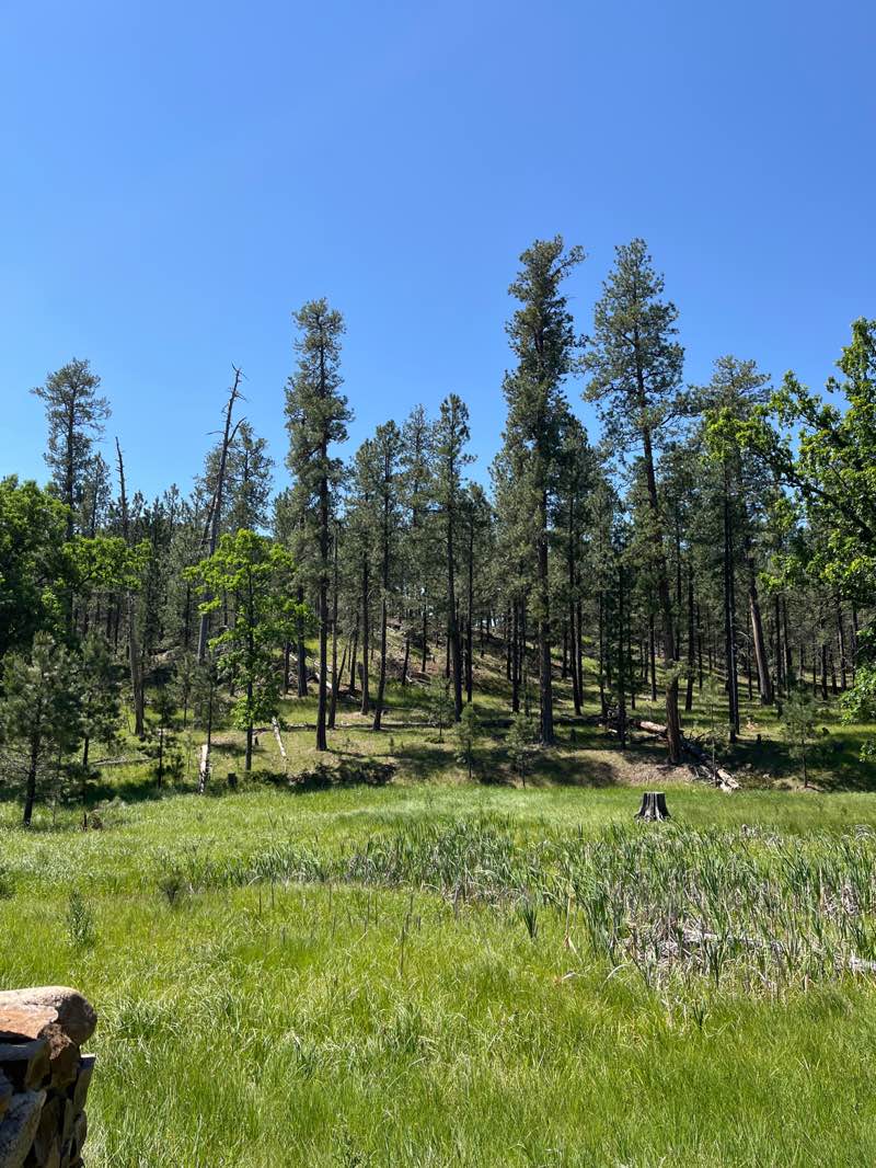 walking near me in Custer State Park in summer