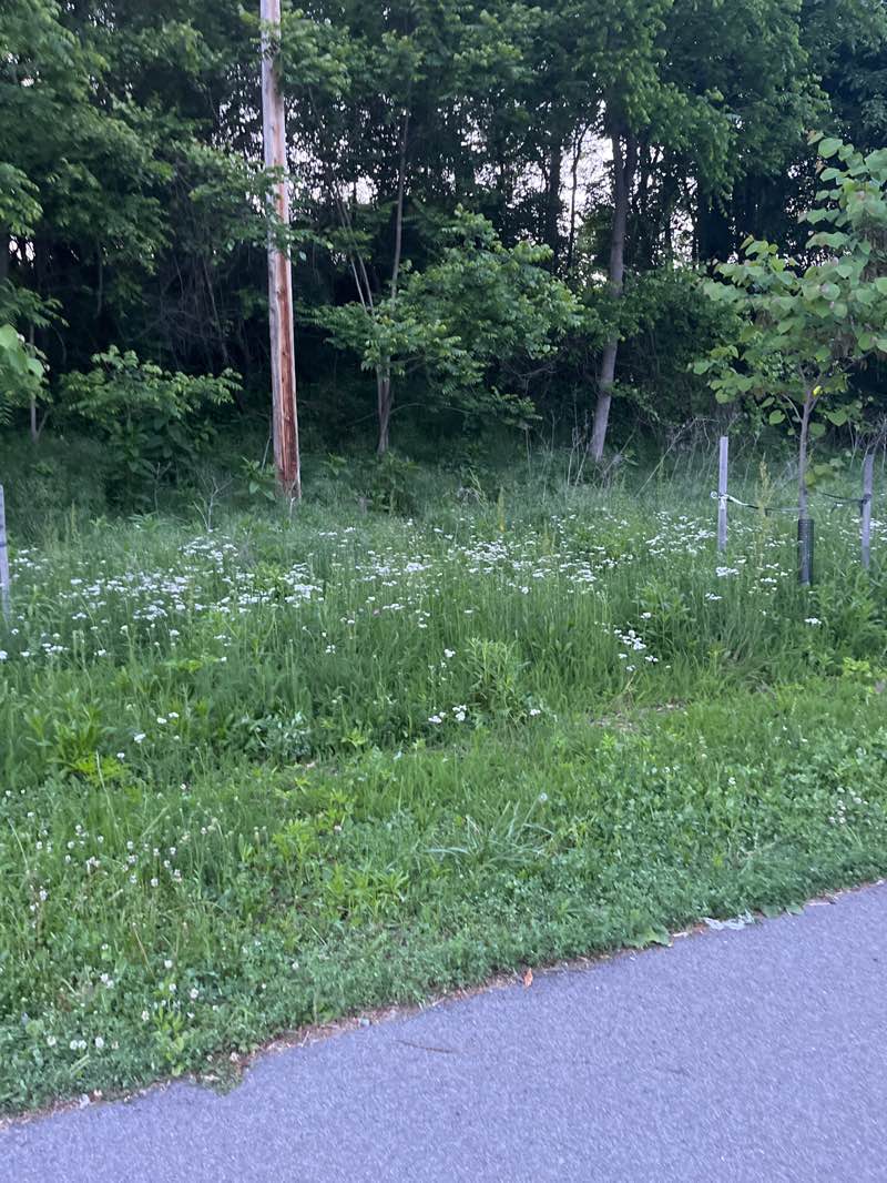 walking near me in South Park in summer