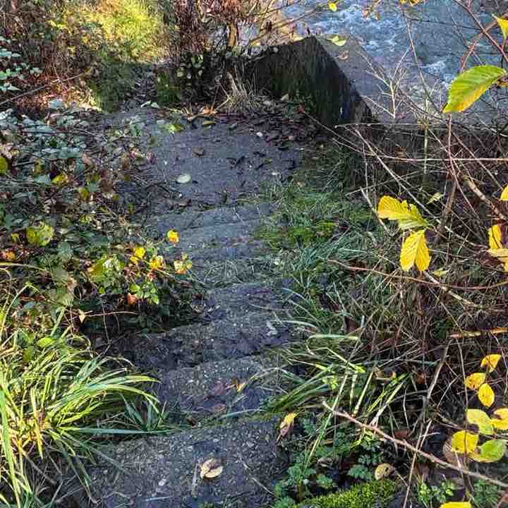 Гуляки-собаки EleNa (Сочи) post image