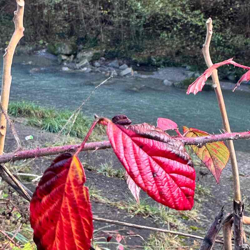 Гуляки-собаки EleNa (Сочи) post image