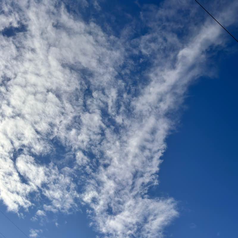 Гуляки-собаки EleNa (Сочи) post image