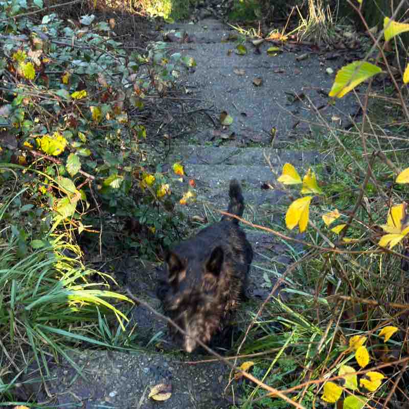 Гуляки-собаки EleNa (Сочи) post image