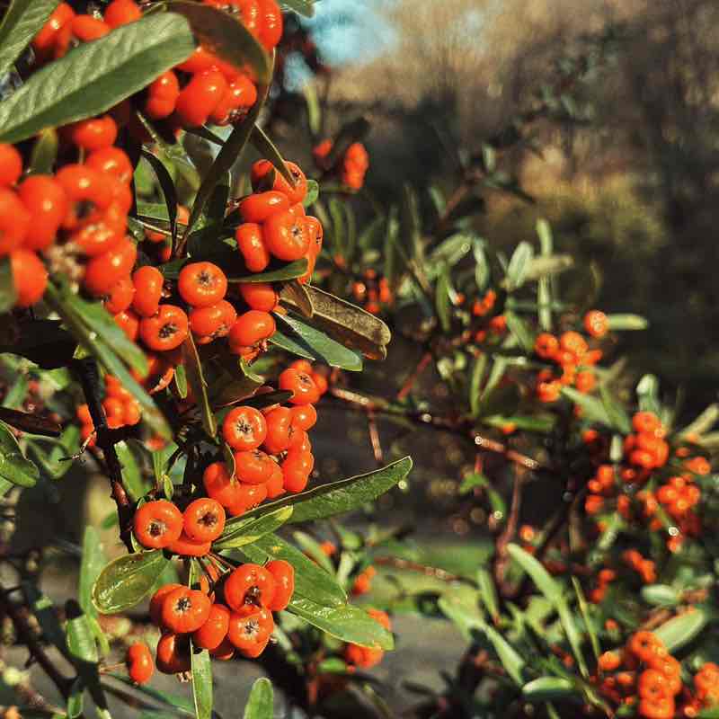 Гуляки-собаки EleNa (Сочи) post image