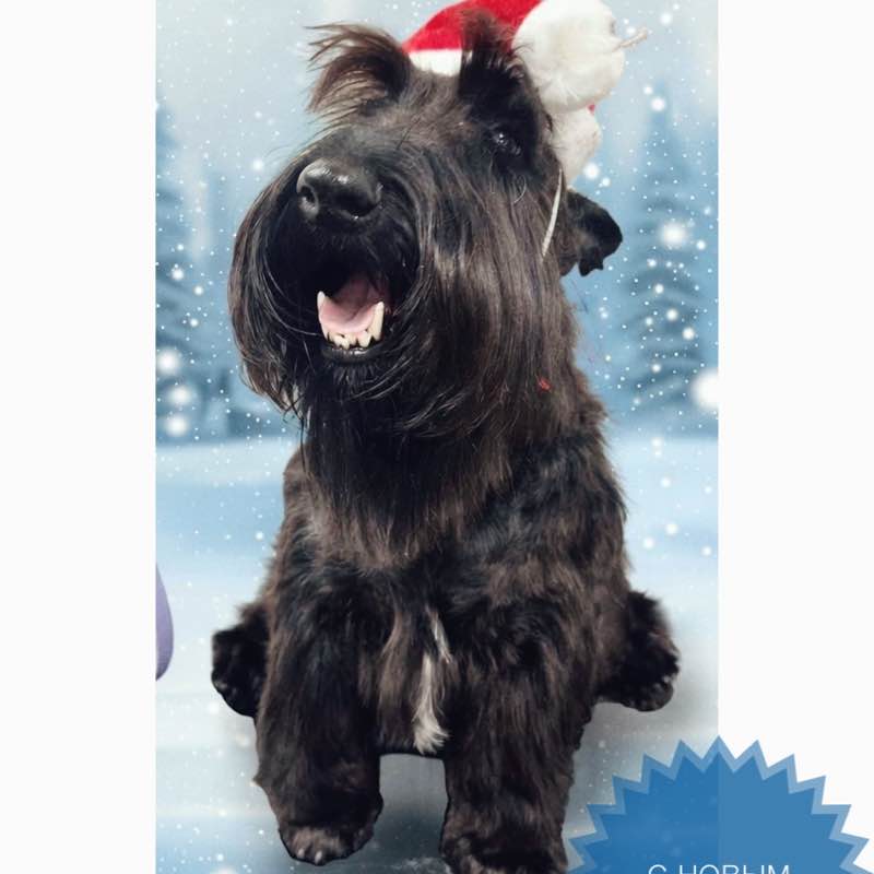 Гуляки-собаки EleNa (Сочи) post image