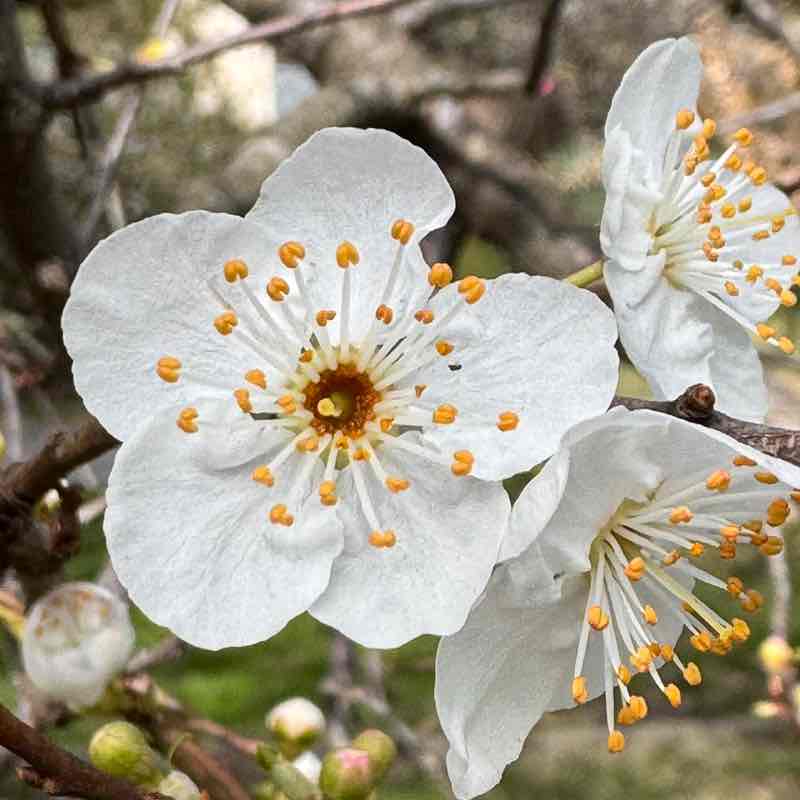 Гуляки-собаки EleNa (Сочи) post image